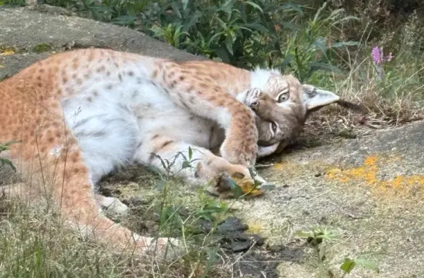 Luchs im Curryglück – unsere Gewürzspende begeistert im Tierpark Harz - Luchs im Curryglück – unsere Gewürzspende begeistert im Tierpark Harz