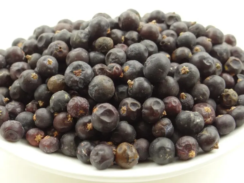 Wacholderbeeren – Gewürzlexikon von pikantum