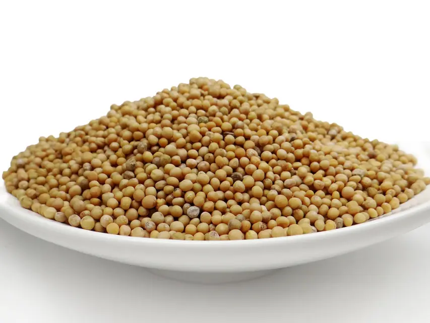 Bio Senfsaat gelb von pikantum