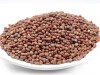 Schale mit Bio Rettich Keimsaat